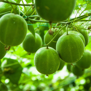 Monk Fruit Extract